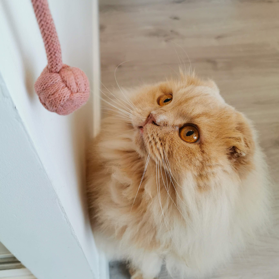 Toulinette classique