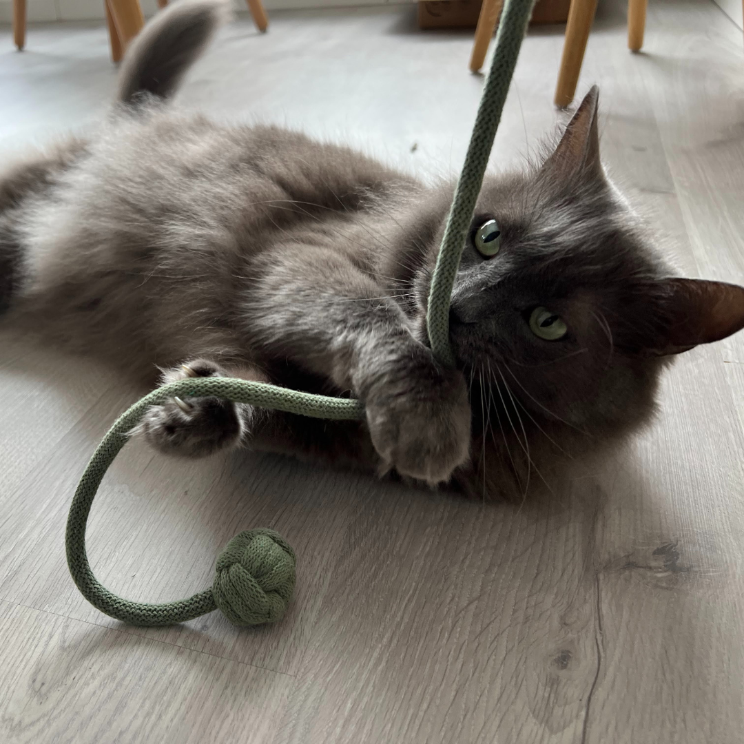 Toulinette classique