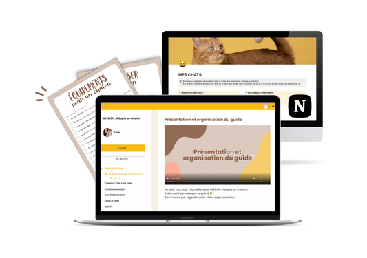 Programme MISSION : Adopte un chaton