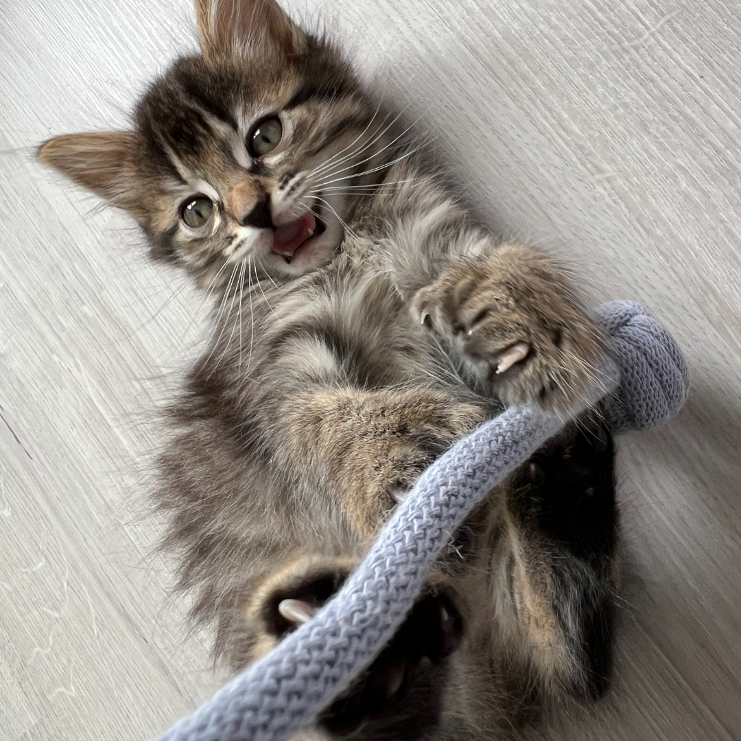 Toulinette classique