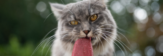 Comment rafraîchir ton chat en été ?